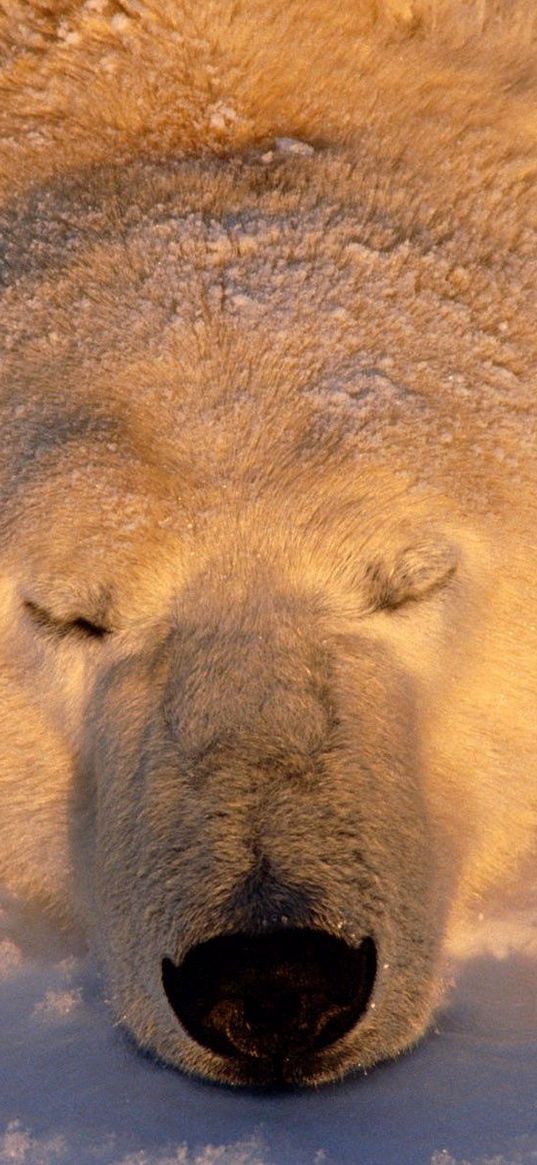 polar bear, bear, sleeping, snout, snow