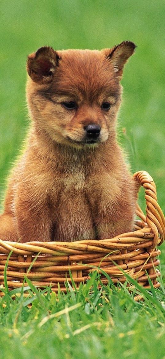 puppy, grass, trash, baby