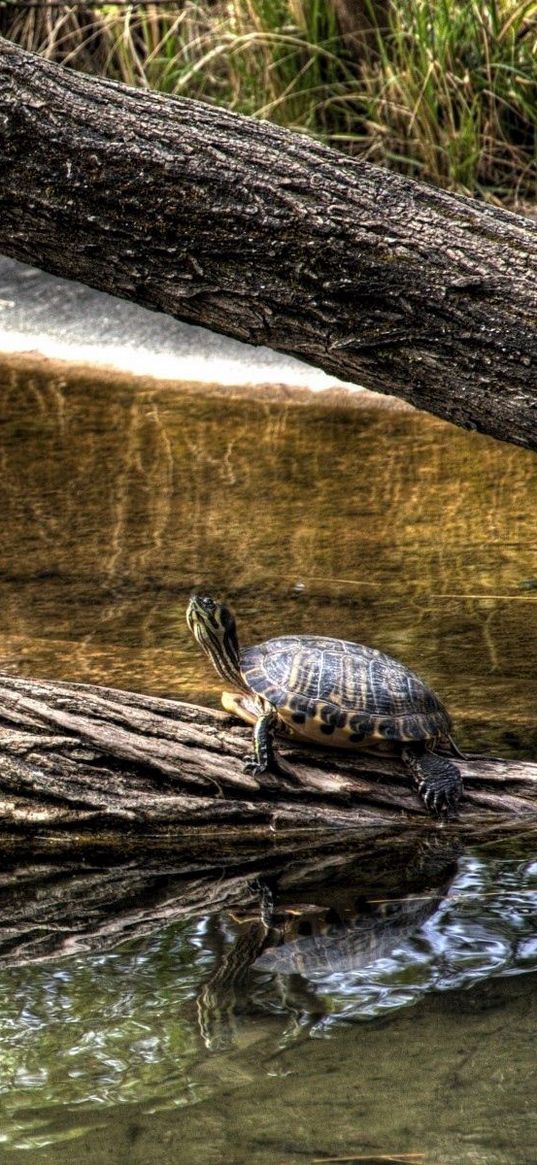 turtles, nature, crawling, shell, river, tree