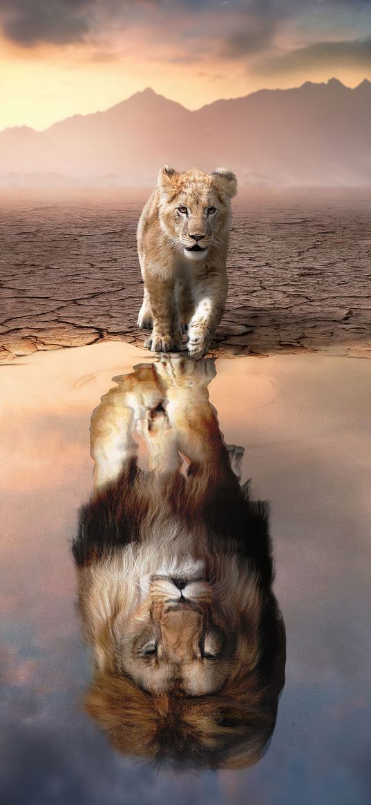 lion, lion cub, animal, reflection, water, desert