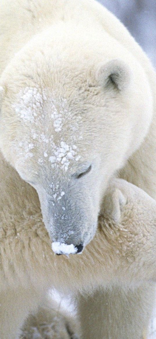 polar bear, cub, caring, snow, fur