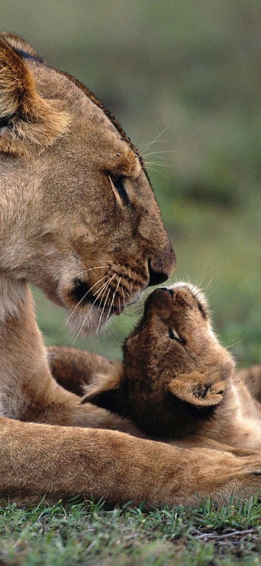 lion, cub, caring, lying, grass