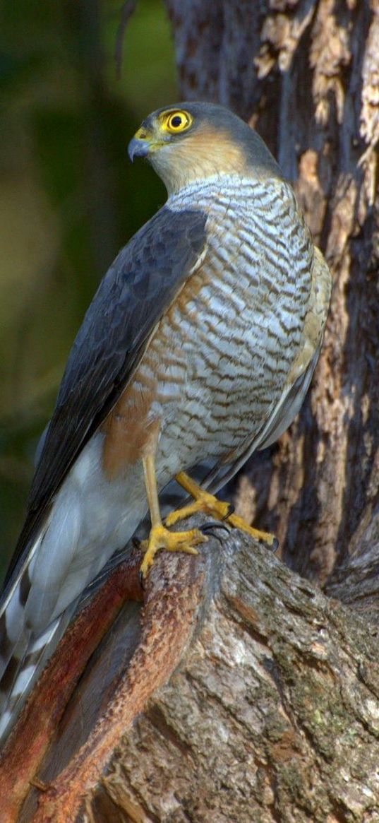 falcon, bird, hawk, wood