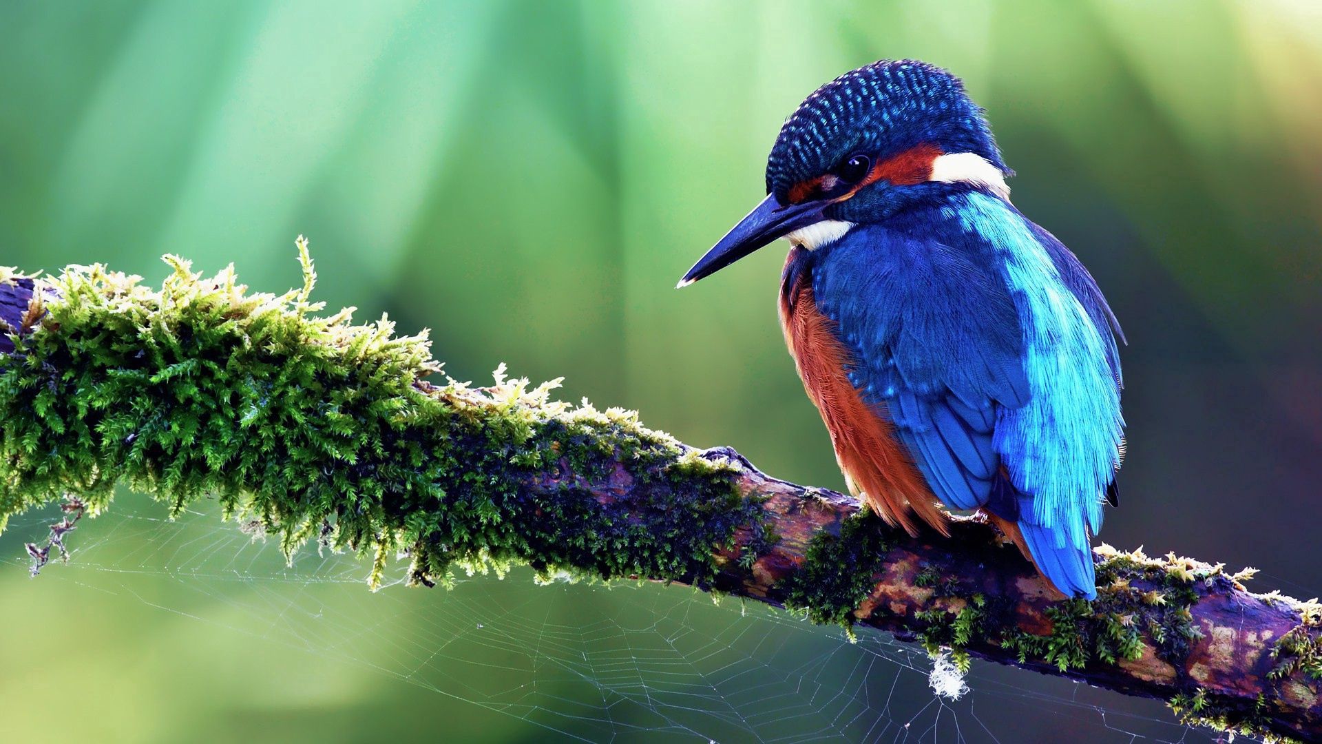 bird, tropical bird, color, tree, sit