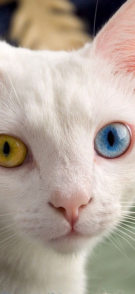 heterochromia, different eyes, color, light, cat