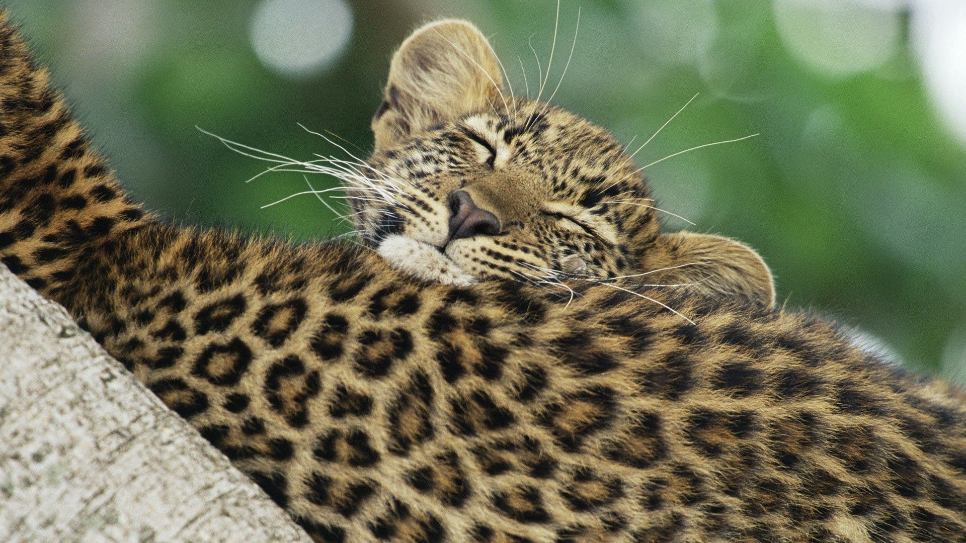 leopard, black, cub, caring