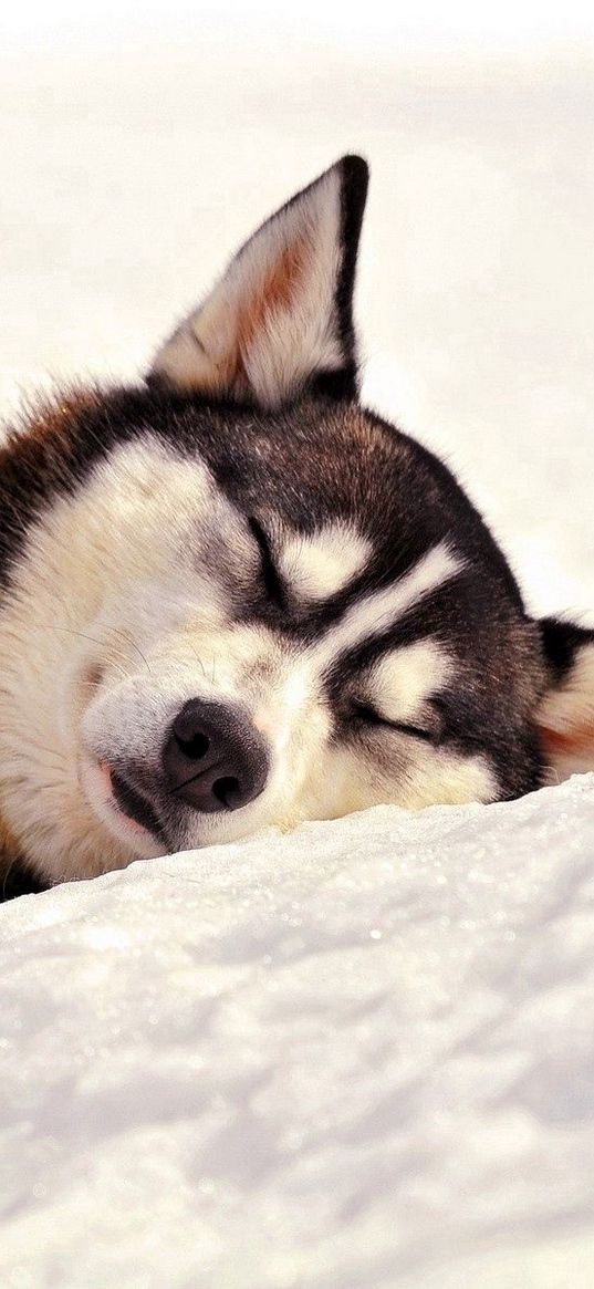 dog, husky, muzzle, sleep, grass, team