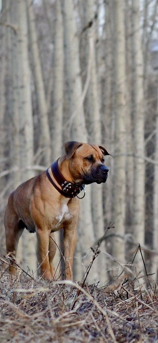 dog, woods, walking, hunting, fall