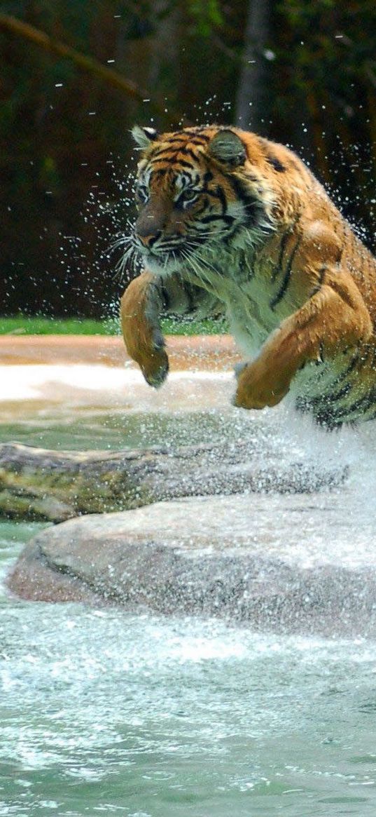 tiger, water, jump, splash