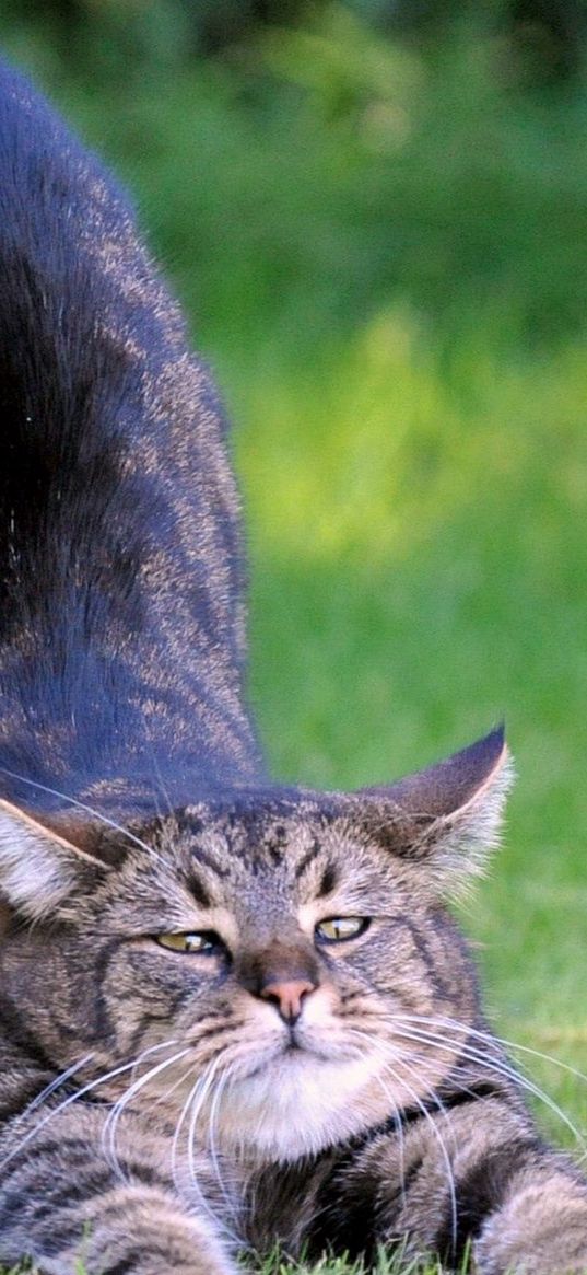 cat, stretch, baby, grass, thick, striped