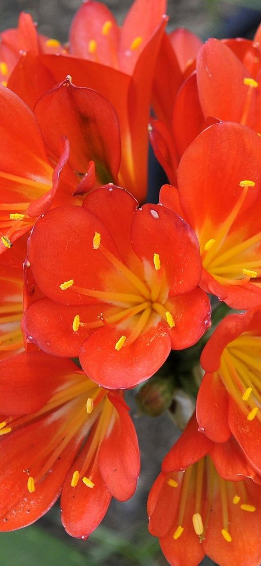 cleave, flower, red, stamen, close-up