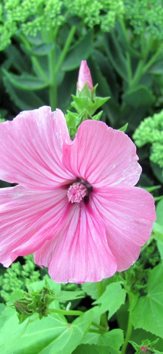 lavatera, flower, flowering, herb, flowerbed