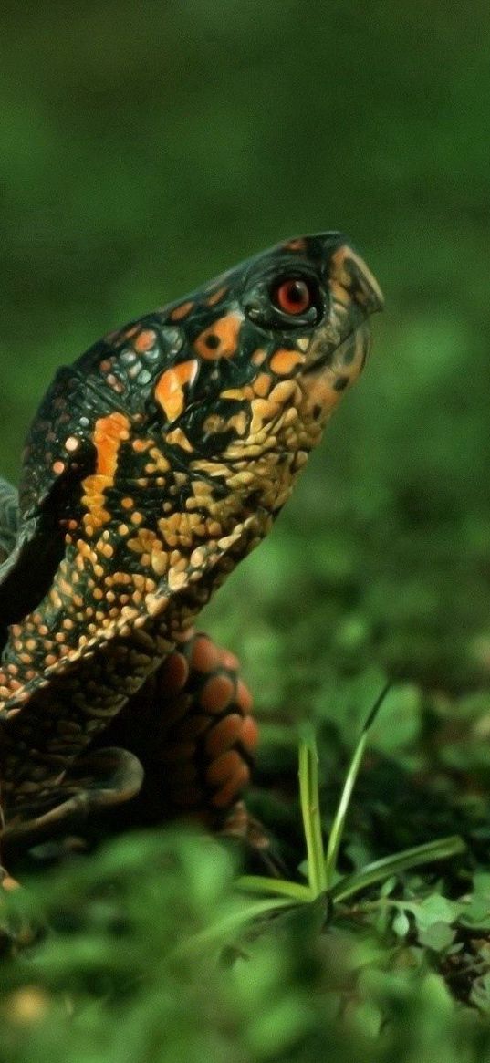 turtle, shell, grass, walk