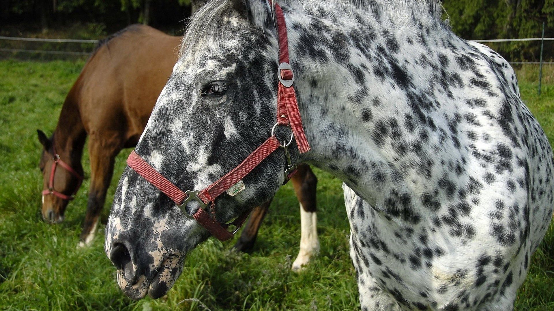 horse, spotted, grass, steam, food