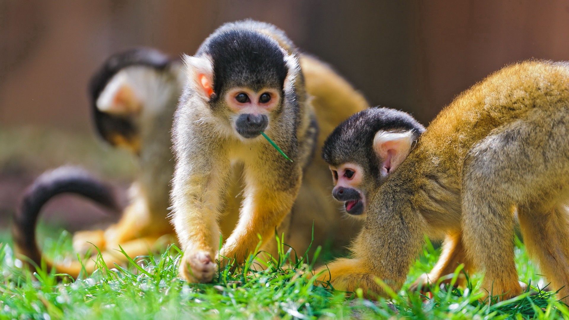 monkey, grass, walk, family, playful