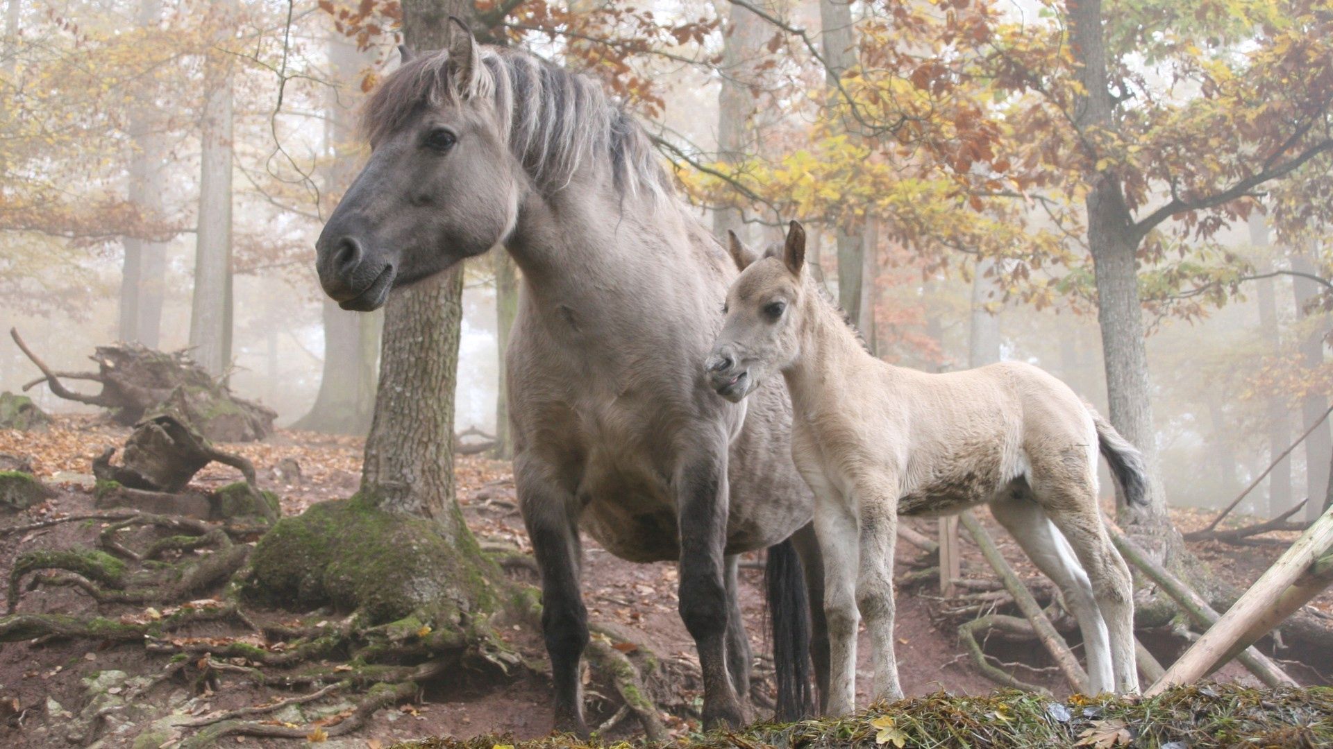 horse, stallion, walk, grass, trees, forest