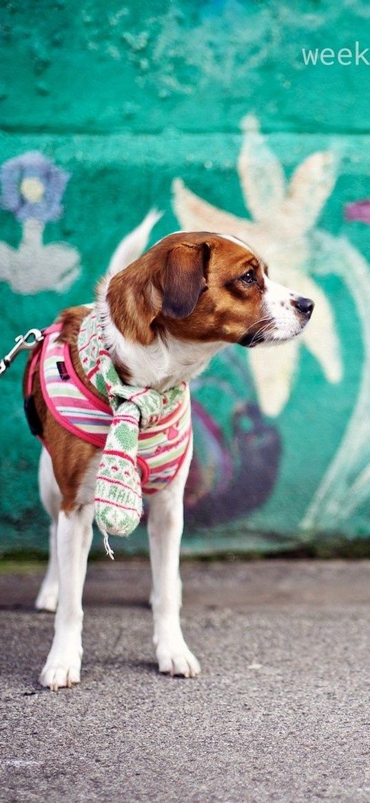 dogs, wall, graffiti, leash, baby