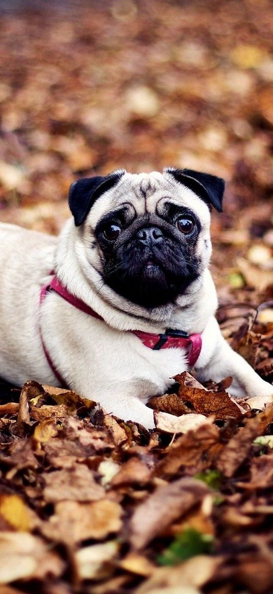 pug, dogs, leash, foliage, autumn, lie