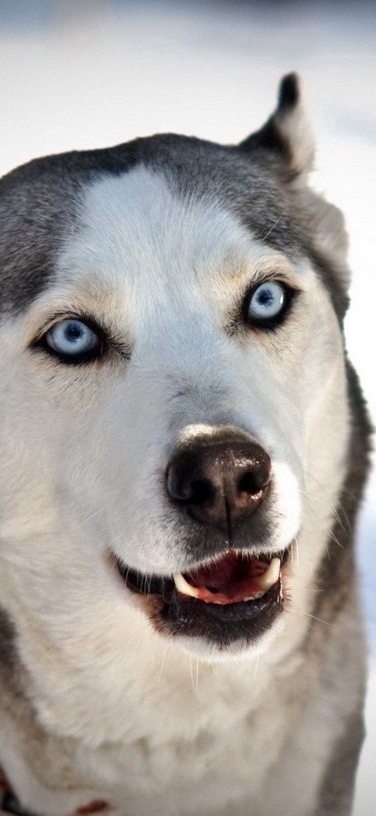 dog, husky, face, blue-eyed, snow