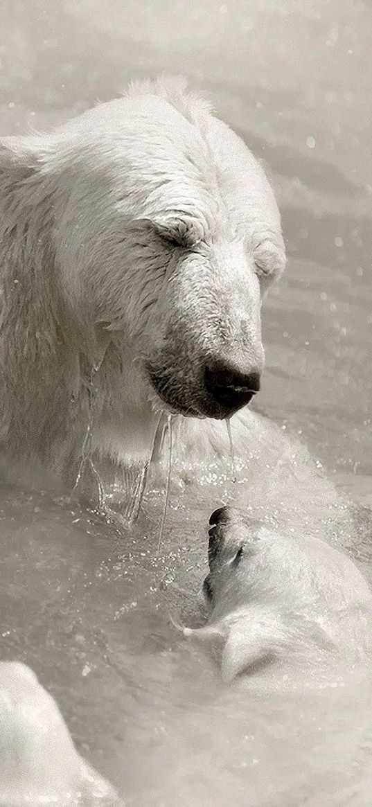 polar bears, cubs, caring, swimming, water