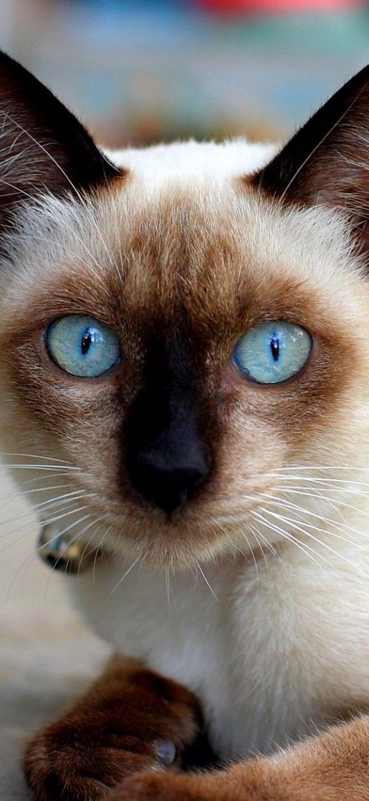 cat, blue-eyed, siamese, lie