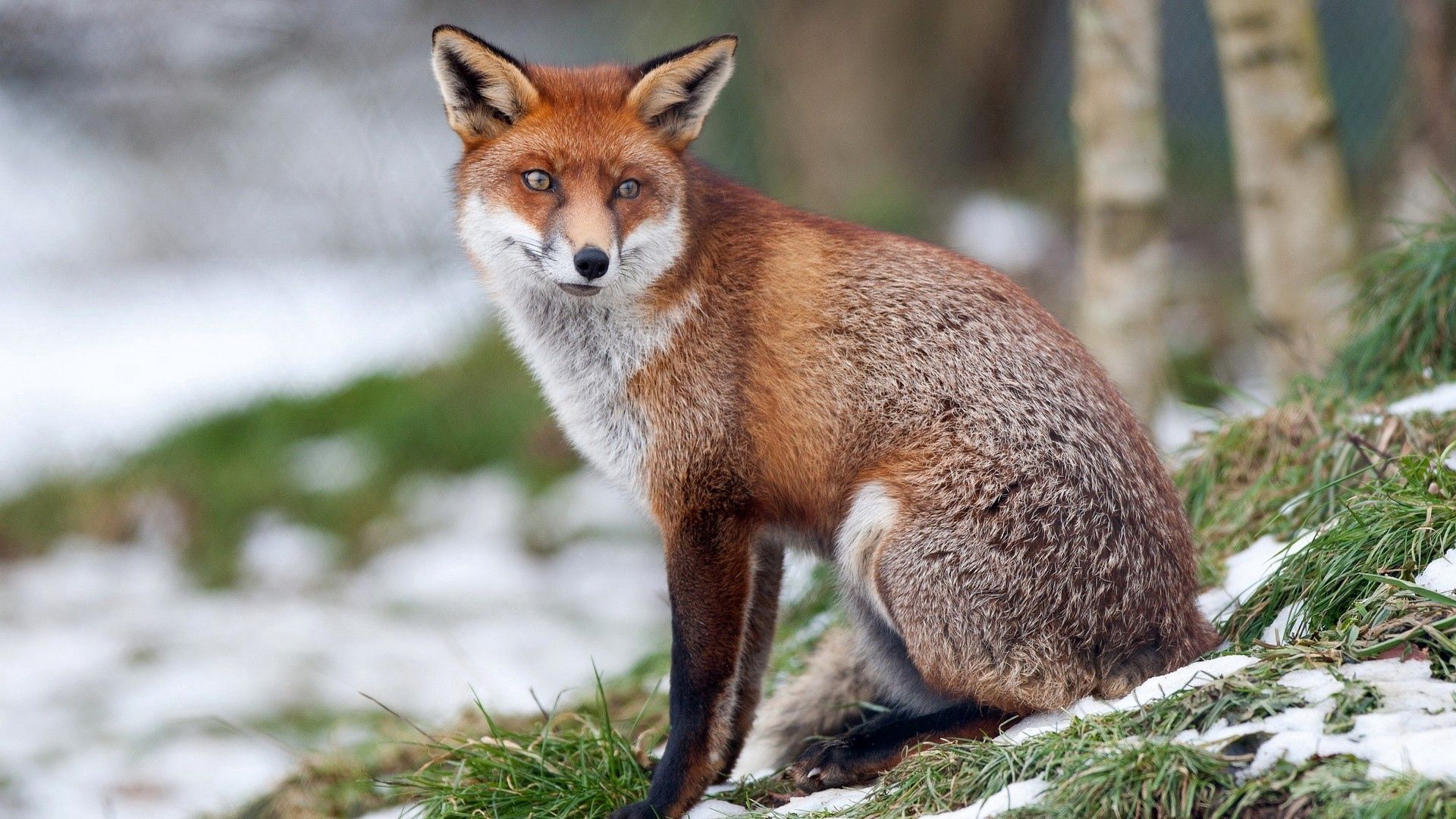 fox, grass, snow, walk, sit, forest