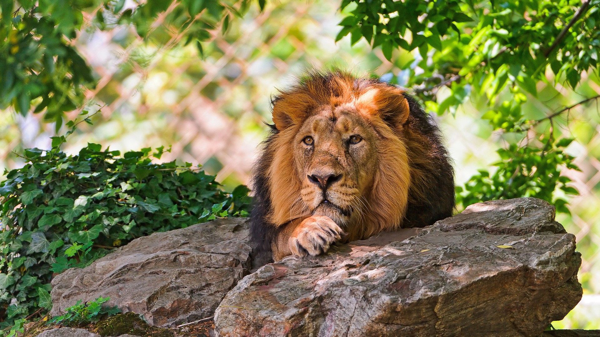 lion, stone, grass, lie