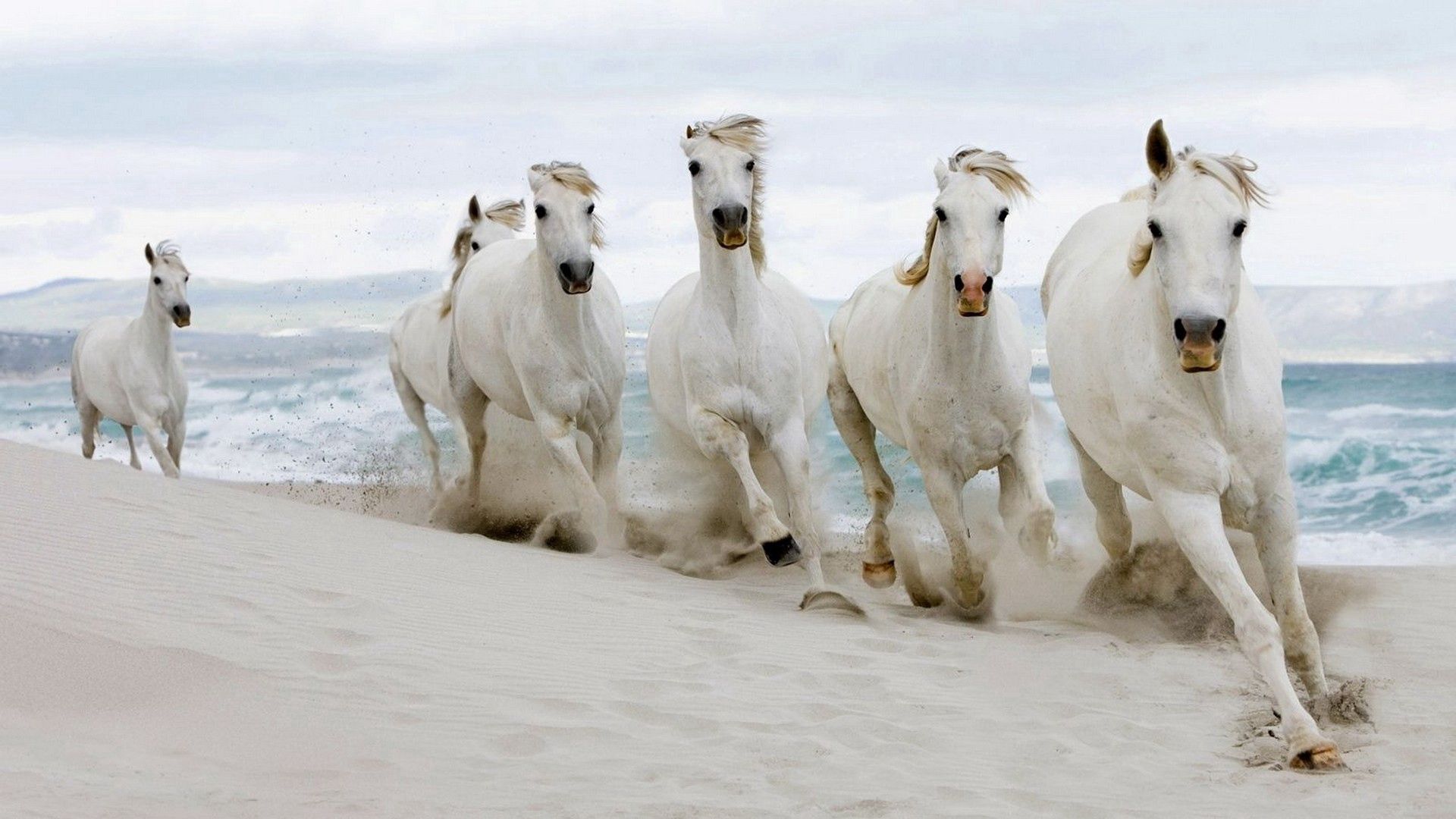 horses, herd, run, sand, sea