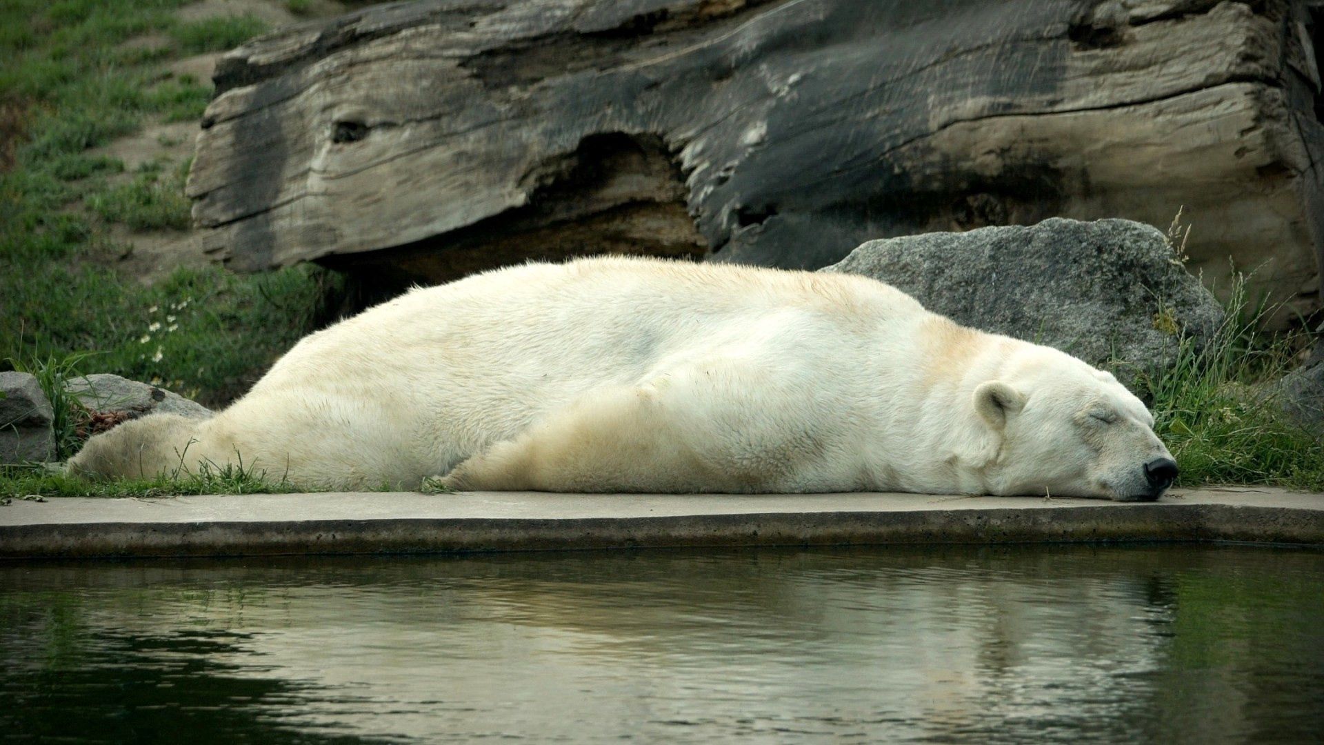 polar bear, bear, lie down, sleep, water