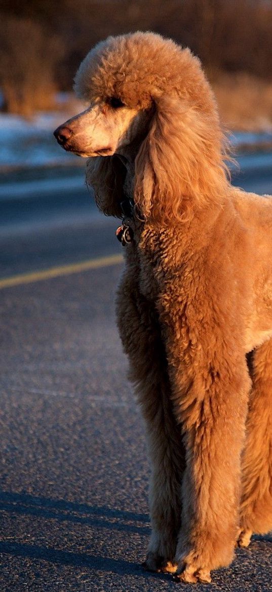 dog, poodle, road, trip