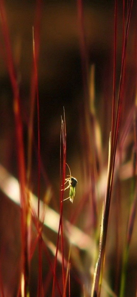 grass, insects, dark