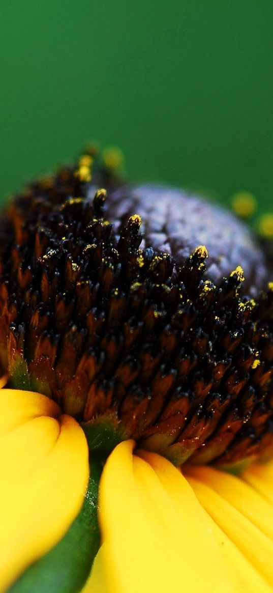 flowers, pistils, stamens, light, color