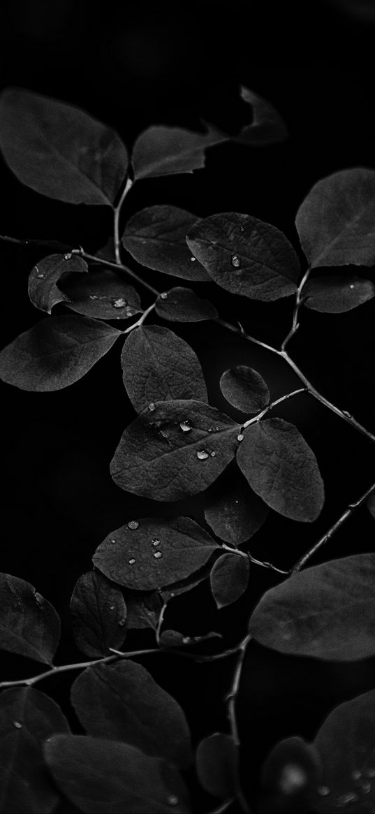 branch, leaves, drops, dark, black and white