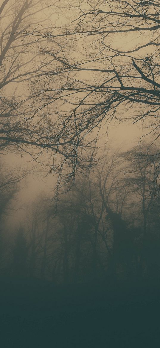 forest, trees, fog, dark, gloom