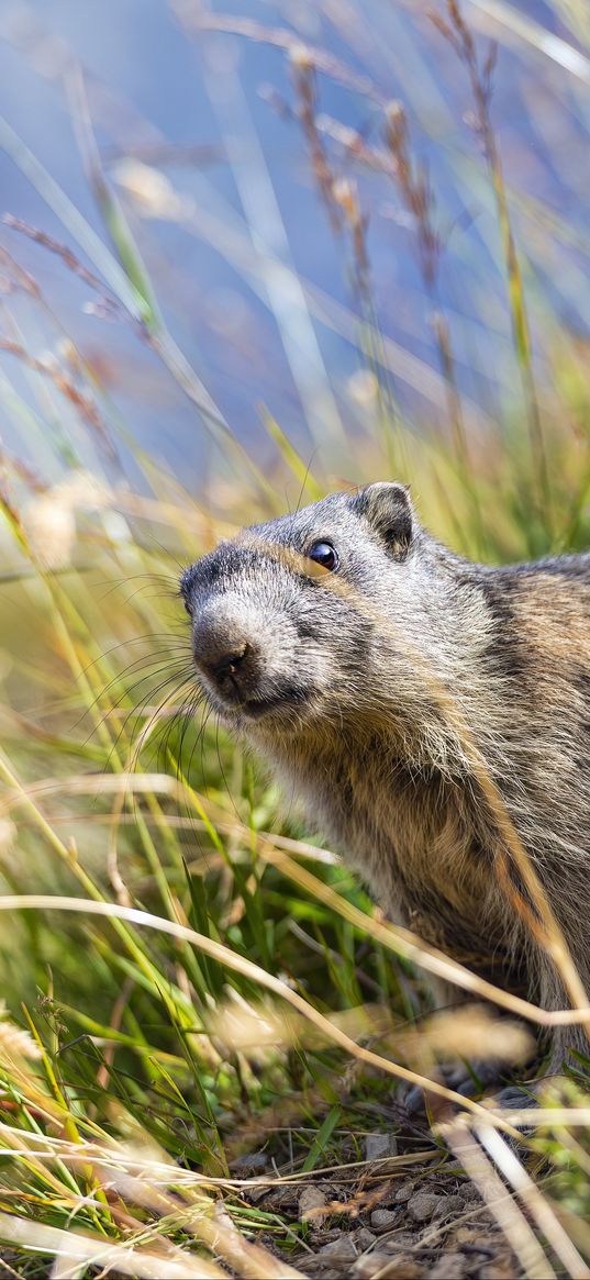 marmot, animal, grass, wildlife