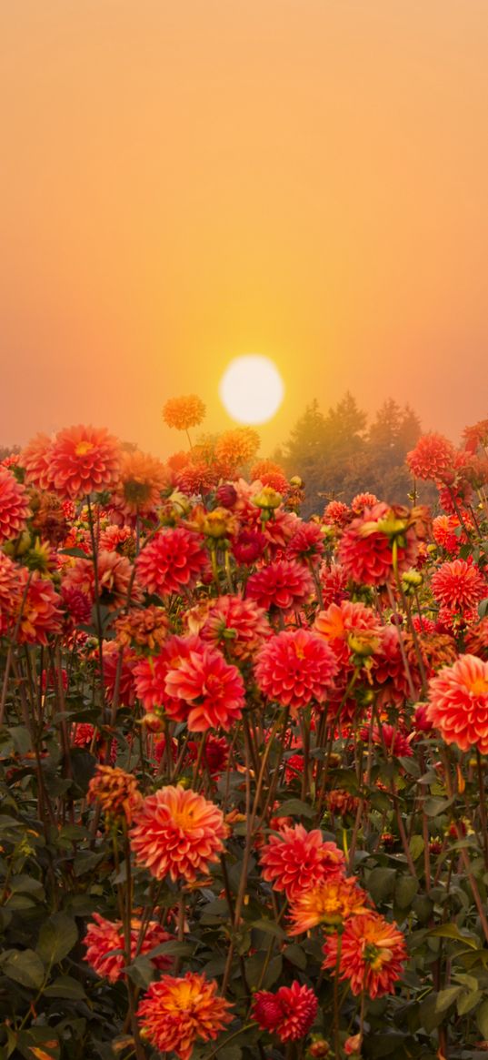 flowers, sunset, fog, dusk, nature