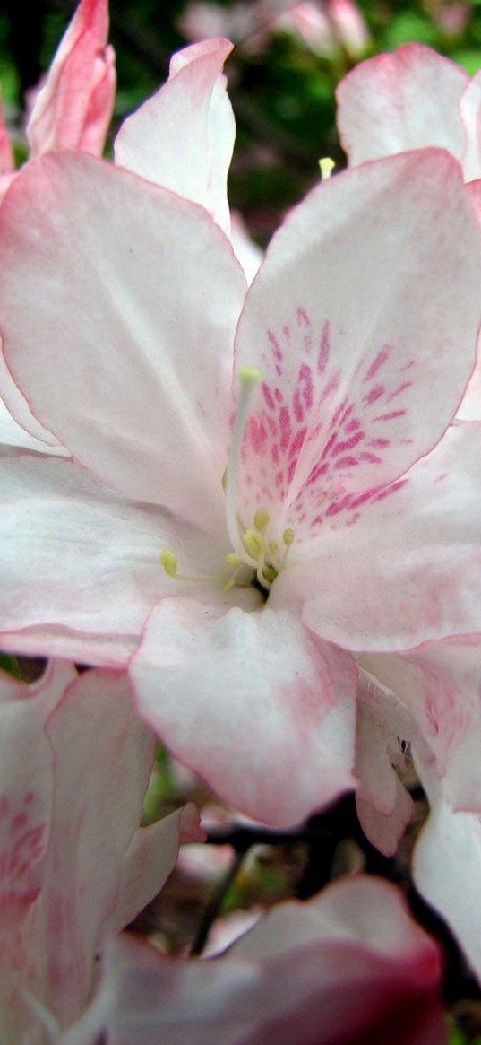 azalea, flowering, branches, leaves, close-up