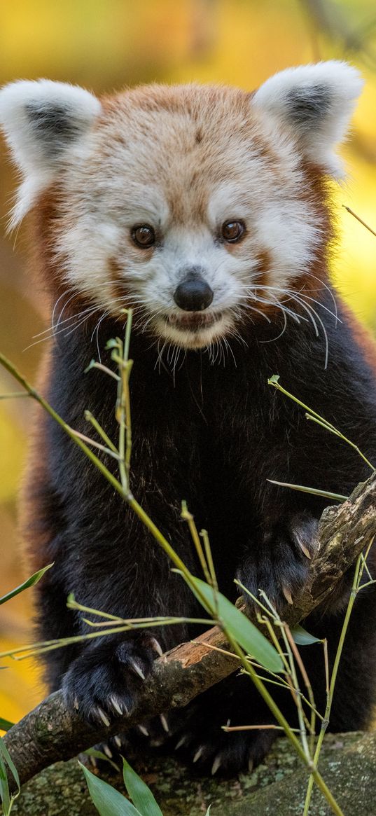 red panda, animal, branches, autumn