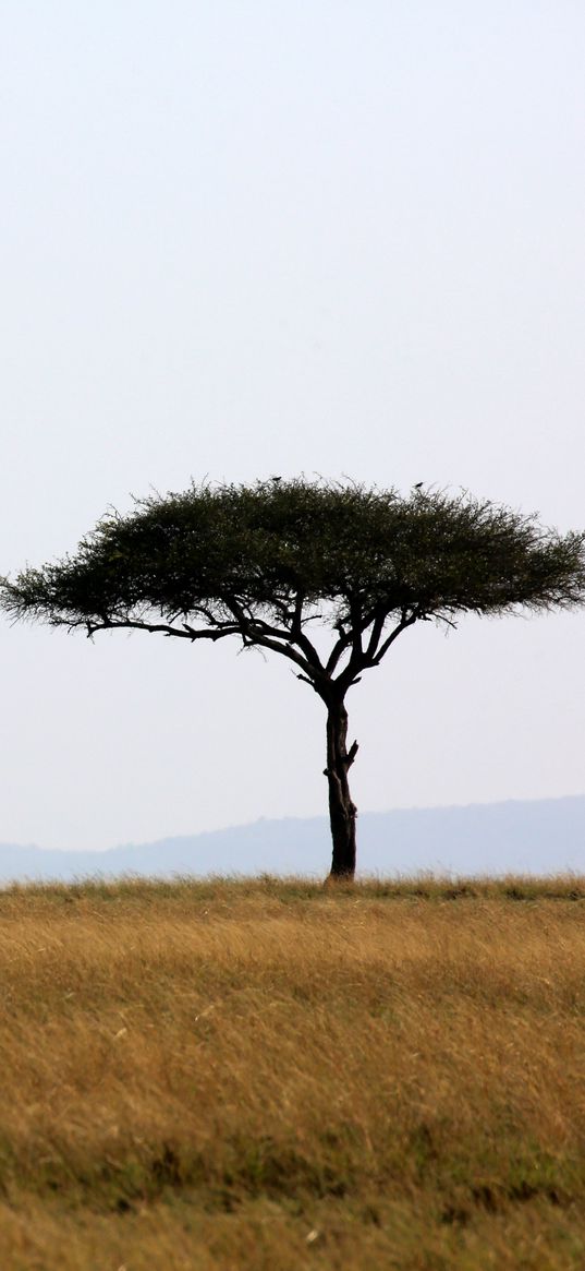 tree, savanna, africa, safari, nature