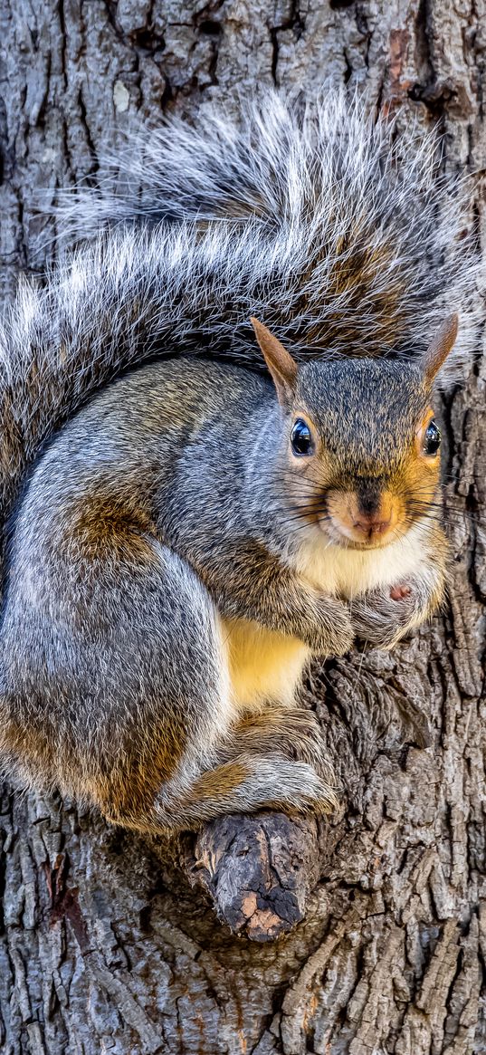 squirrel, animal, tree, forest