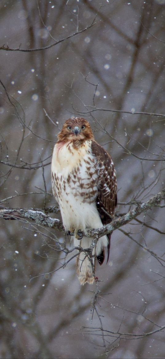 hawk, bird, branch, snow