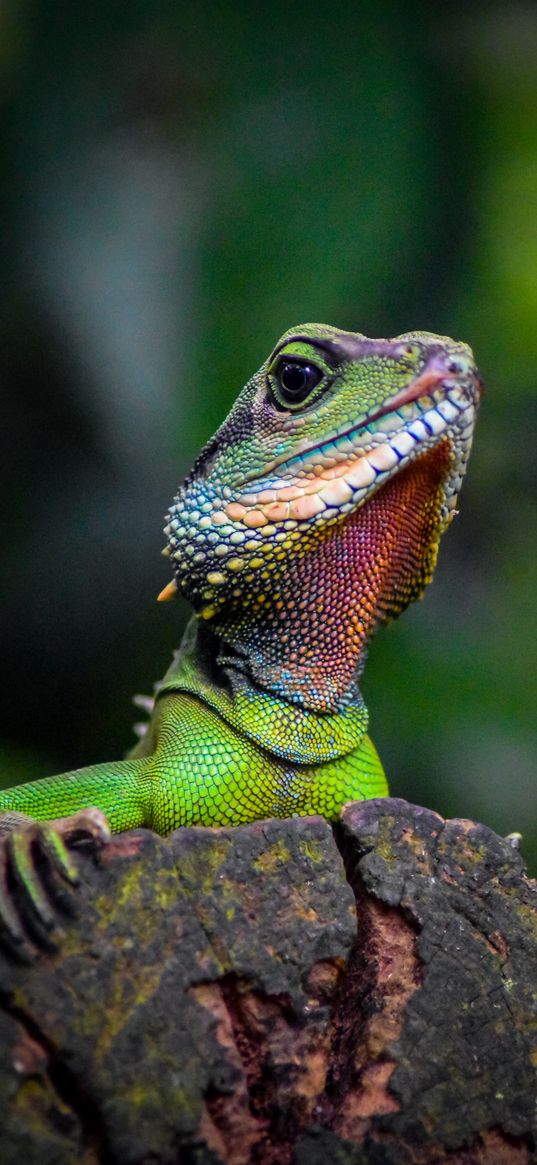 iguana, lizard, reptile, green, blur