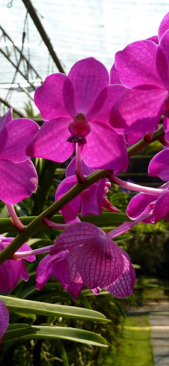 orchid, flower, twig, greenhouse