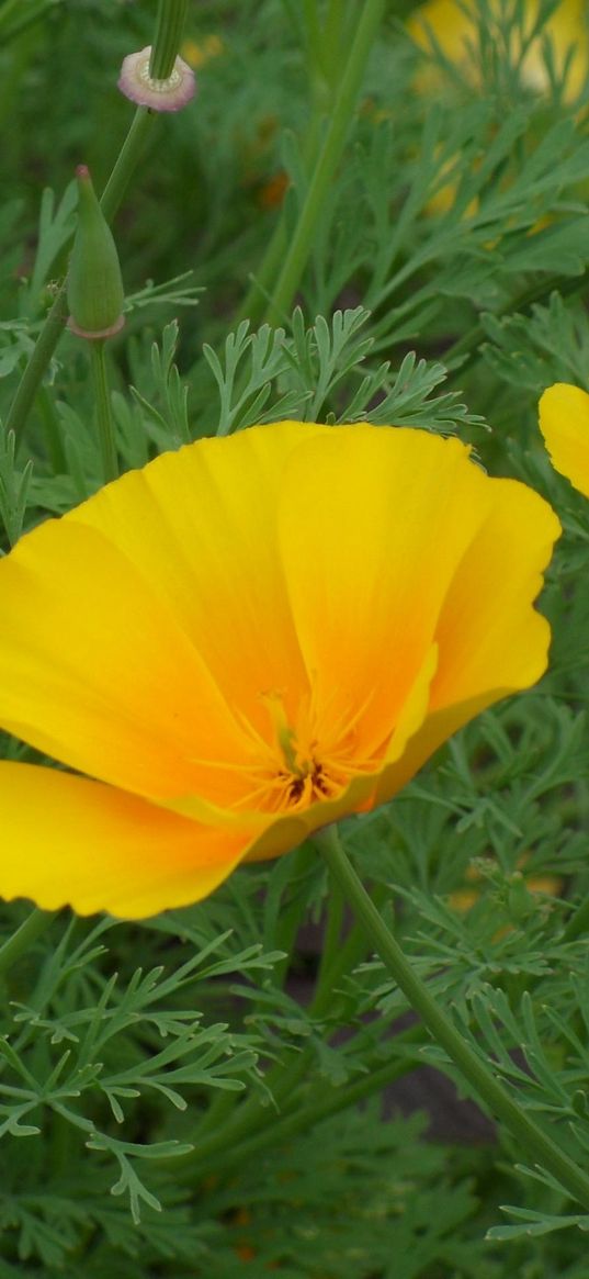 eshsholtsiya, flowers, herbs, close-up