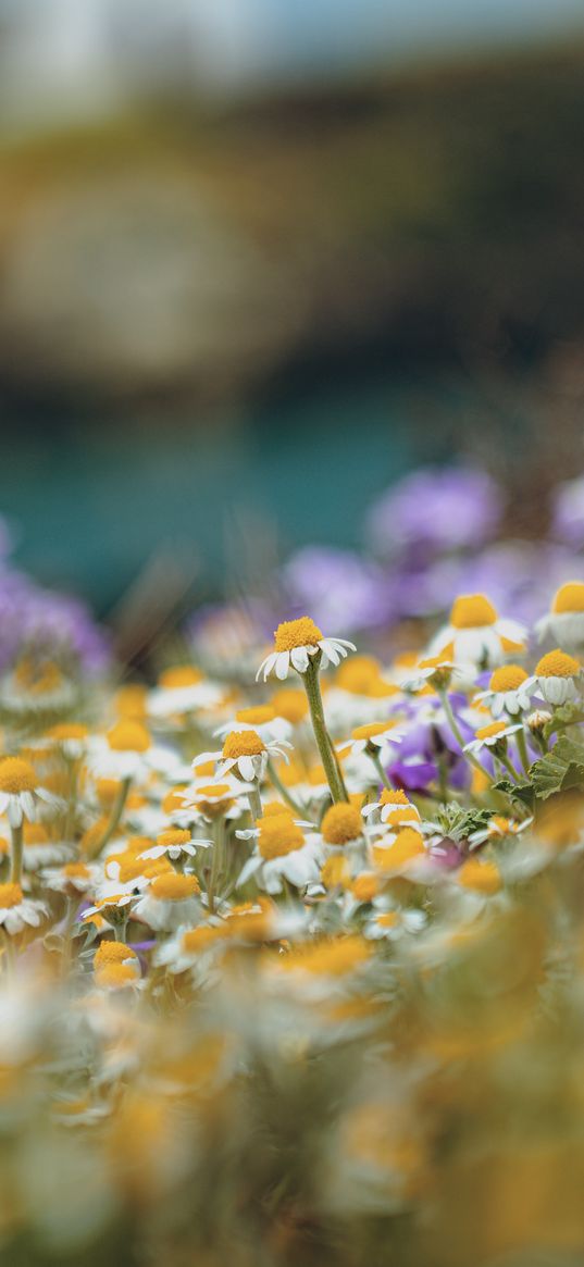 daisies, wild flowers, field, plants, summer