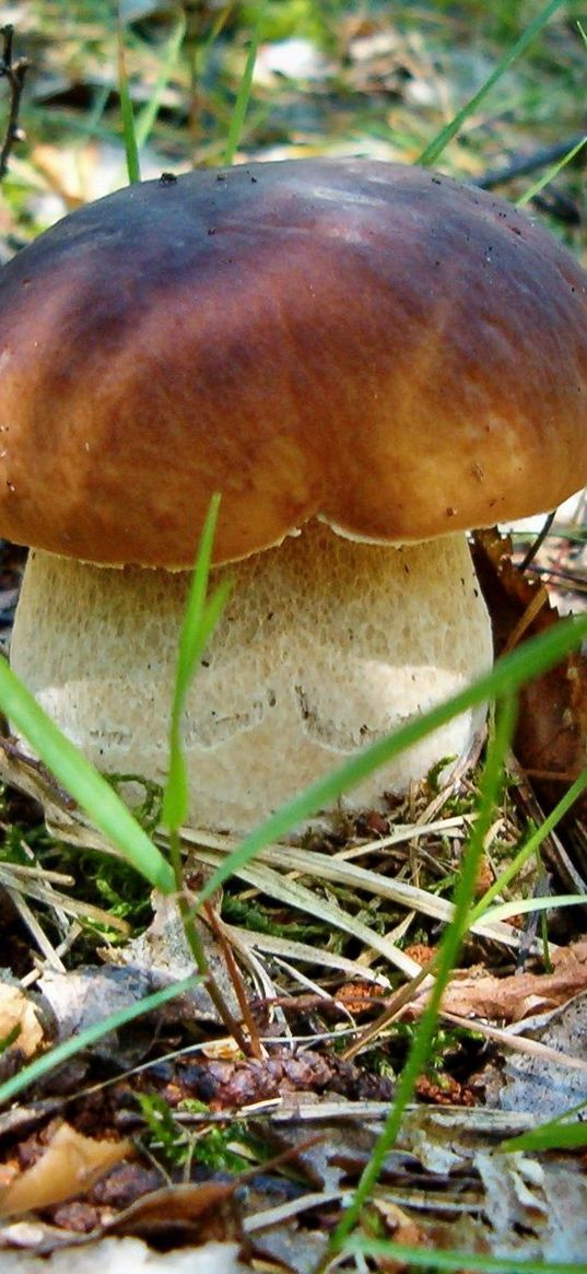 cep, earth, grass, leaves