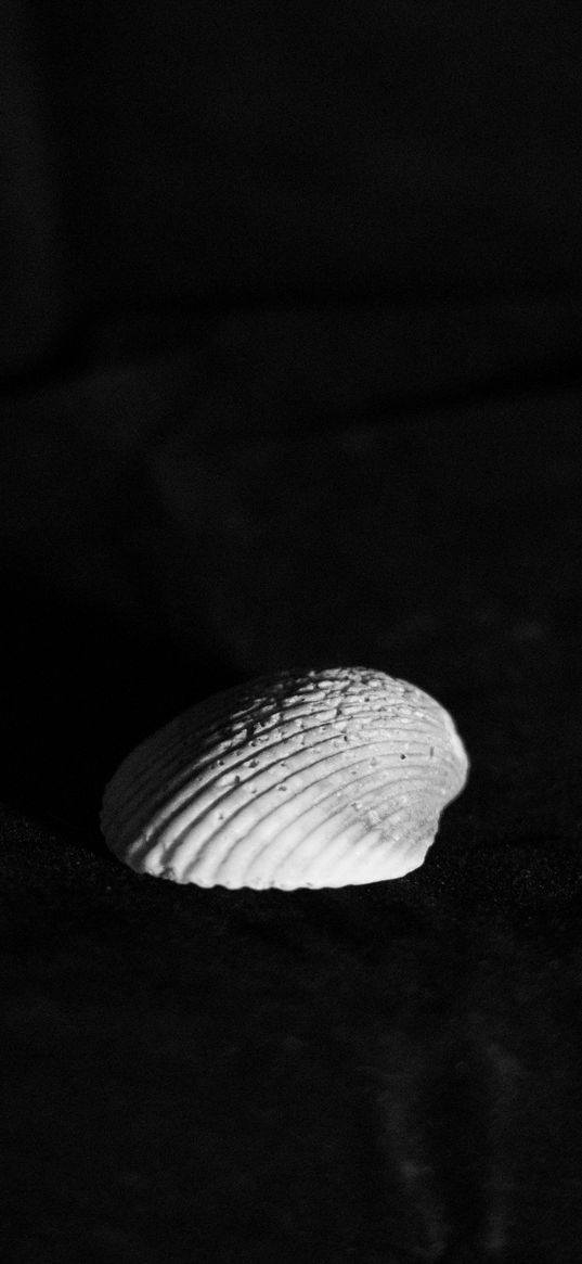 seashell, minimalism, black and white, contrast