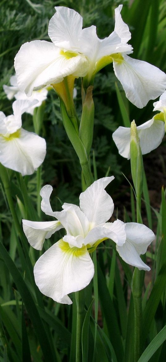 irises, white, flower, flowerbed