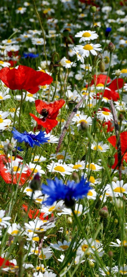 daisies, poppies, cornflowers, ears, meadow, summer