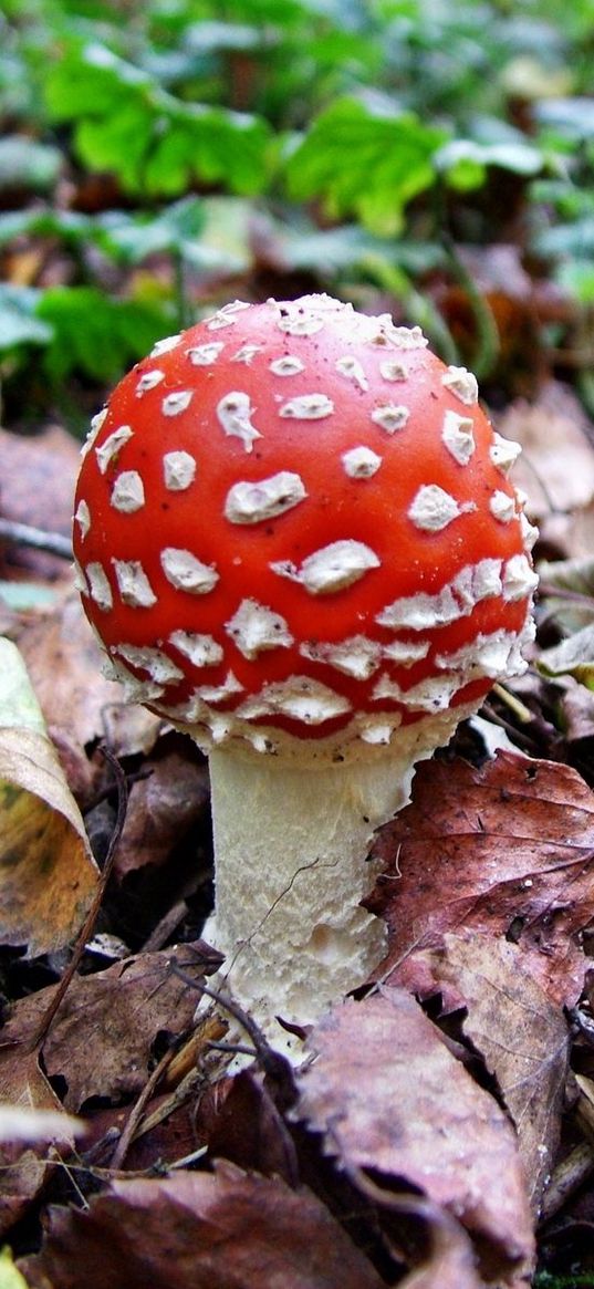 fly agaric, white, red, poisonous